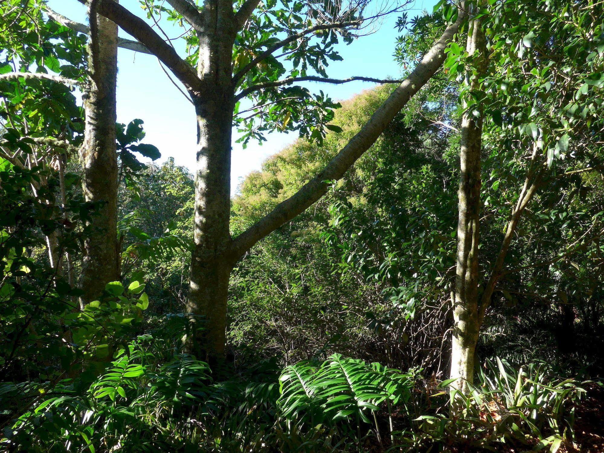 Wharepuke Subtropical Accommodation เคริเคริ ภายนอก รูปภาพ